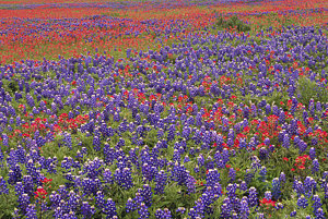 Wall Art - Photograph - Sand Bluebonnet And Paintbrush by Tim Fitzharris