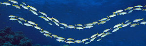 Wall Art - Photograph - School Of Fish Great Barrier Reef by Panoramic Images