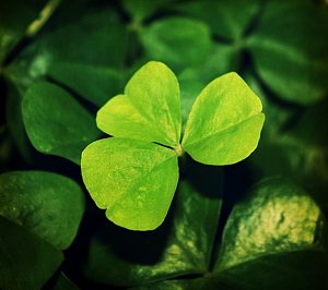Wall Art - Photograph - Shamrock by Cathie Tyler