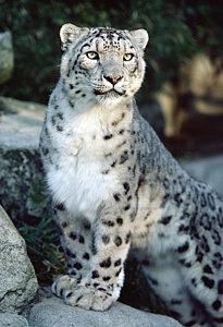 Wall Art - Photograph - Snow Leopard Uncia Uncia Portrait by Gerry Ellis