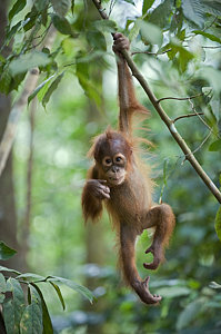Wall Art - Photograph - Sumatran Orangutan Pongo Abelii One by Suzi Eszterhas