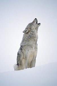 Wall Art - Photograph - Timber Wolf Portrait Howling In Snow by Tim Fitzharris