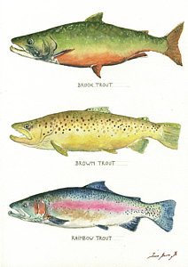 Wall Art - Painting - Trout Species by Juan Bosco